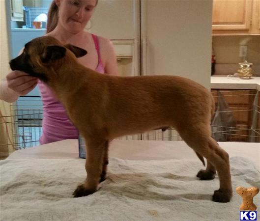RMK Sport Dogs Picture 1